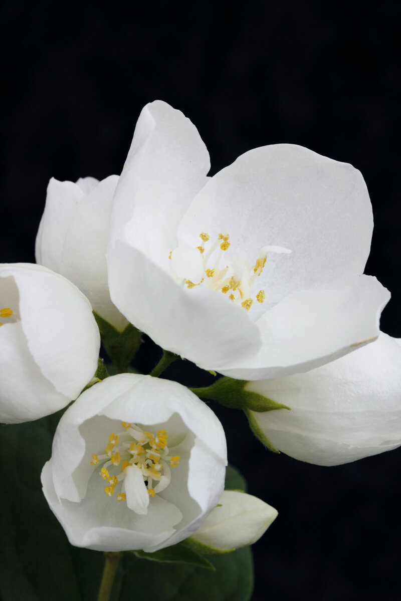 Philadelphus Silberregen