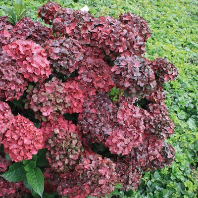 Hydrangea macrophylla Chocolate Ever Belles