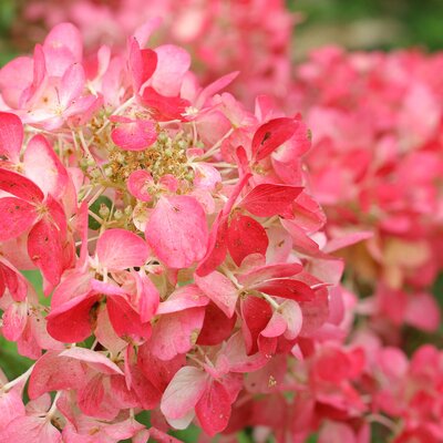 Hydrangea paniculata Diamant Rouge