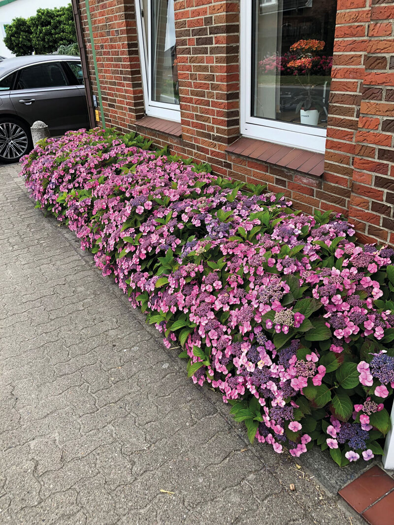 Hydrangea serrata Cotton Candy