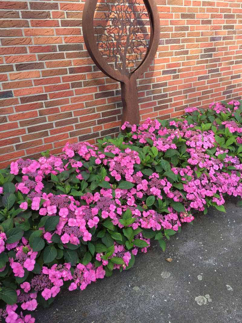 Hydrangea serrata Cotton Candy