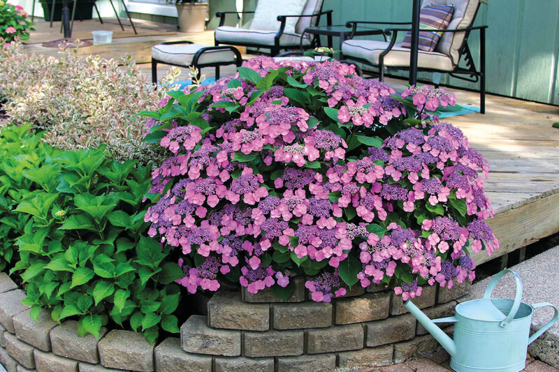 Hydrangea serrata Cotton Candy