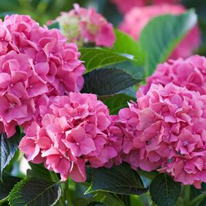 Hydrangea macrophylla