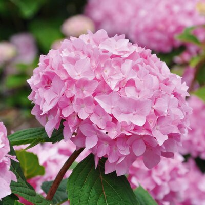 Hydrangea macrophylla Endless Summer