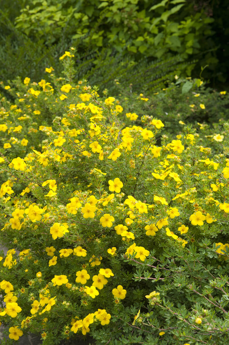 Potentilla fruticosa Kobold