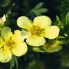 Potentilla fruticosa Kobold
