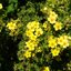 im Topf Potentilla fruticosa Kobold