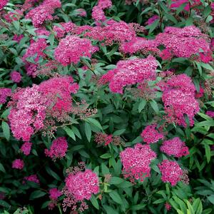 Spiraea japonica 'Anthony Waterer'