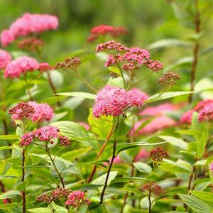 Spiraea japonica 'Anthony Waterer'