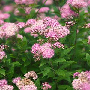 Spiraea japonica Little Princess