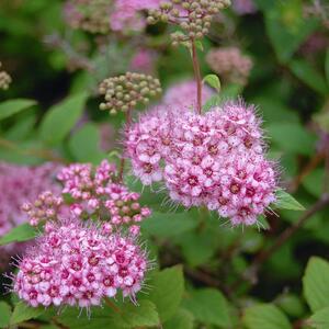 Spiraea japonica Little Princess