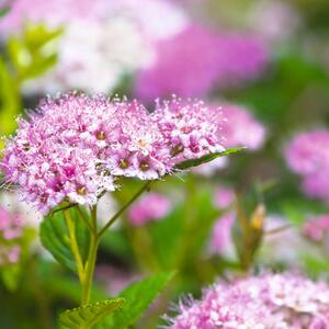 Spiraea japonica 'Shirobana'