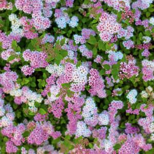 Spiraea japonica 'Shirobana'