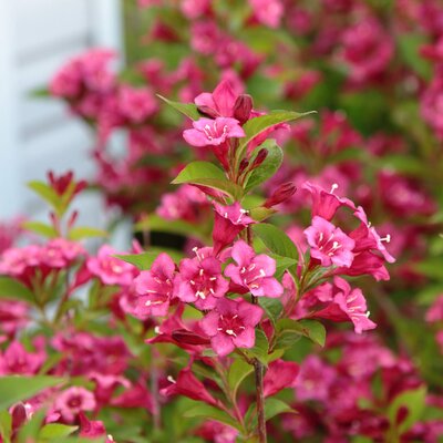 Weigela florida All Summer Red