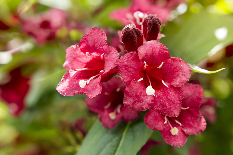 Weigela florida All Summer Red