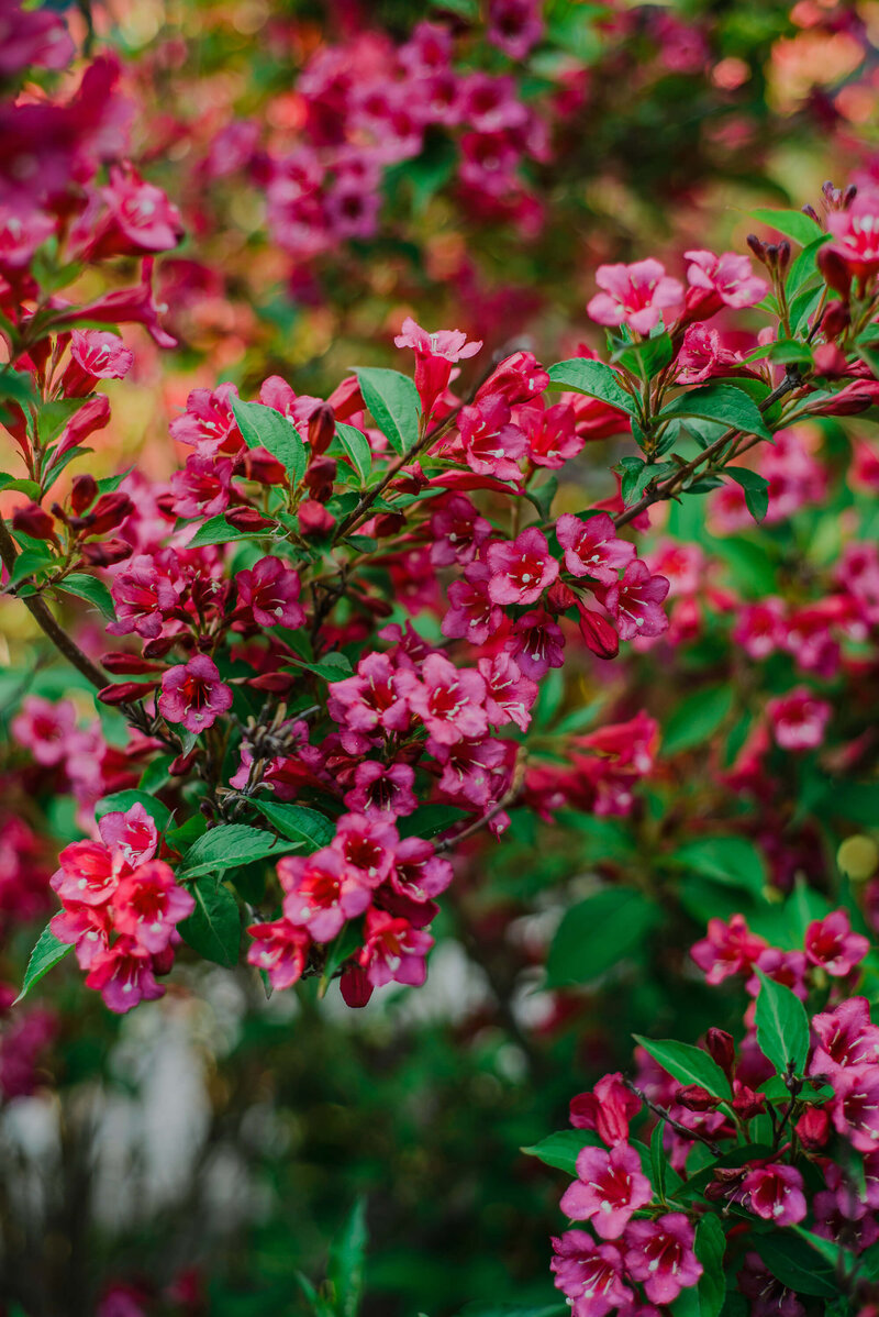 Weigela florida All Summer Red