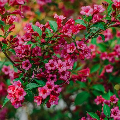 Weigela florida All Summer Red