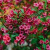 Weigela florida All Summer Red
