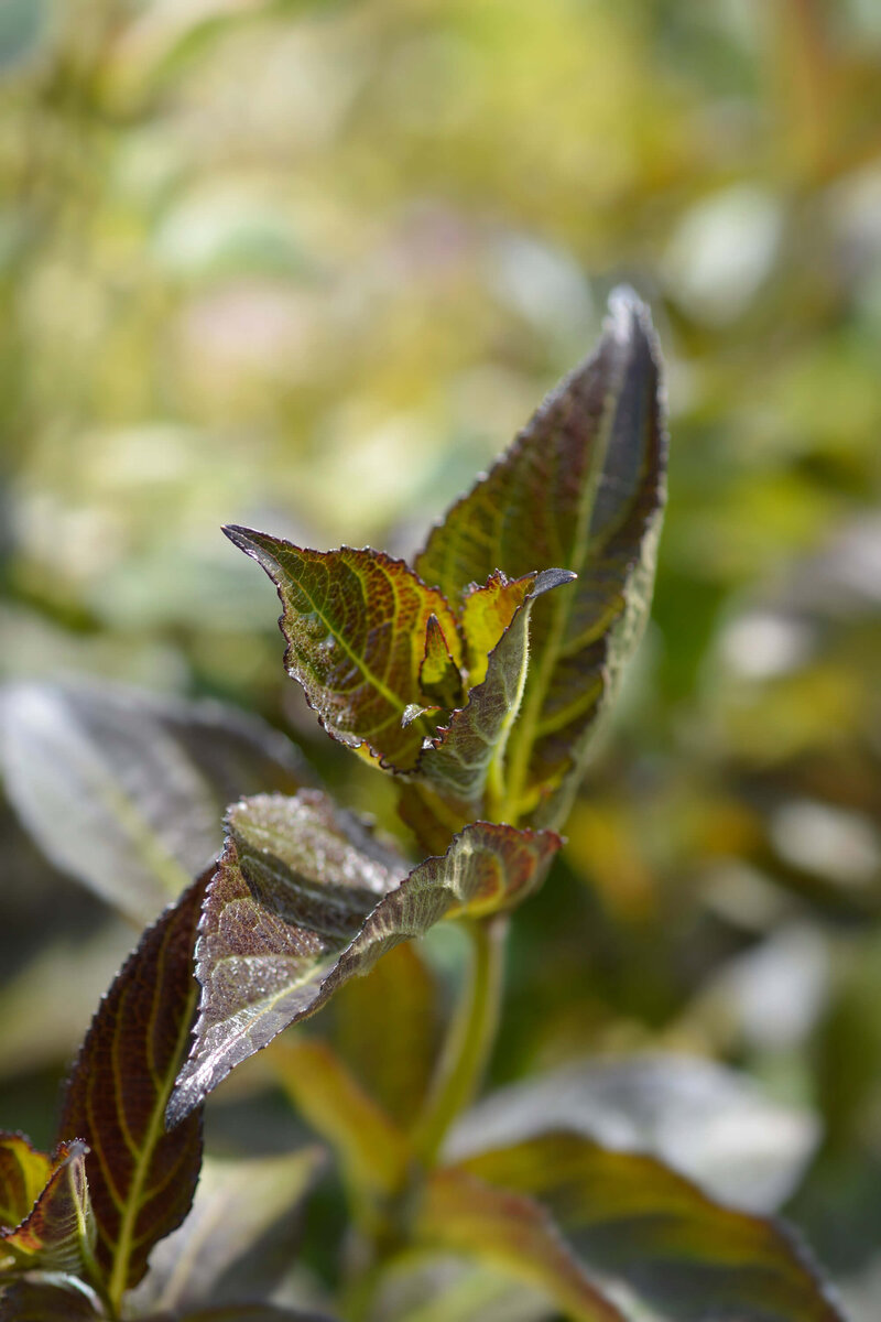 Weigela florida 'Ebony & Ivory'