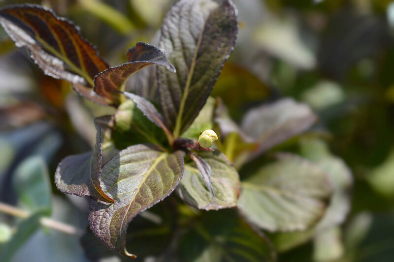 Weigela florida 'Ebony & Ivory'