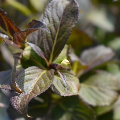 Weigela florida 'Ebony & Ivory'
