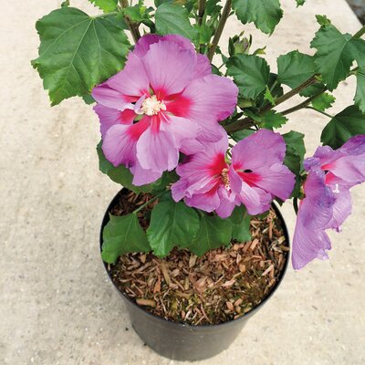 Hibiscus syriacus Rose Moon