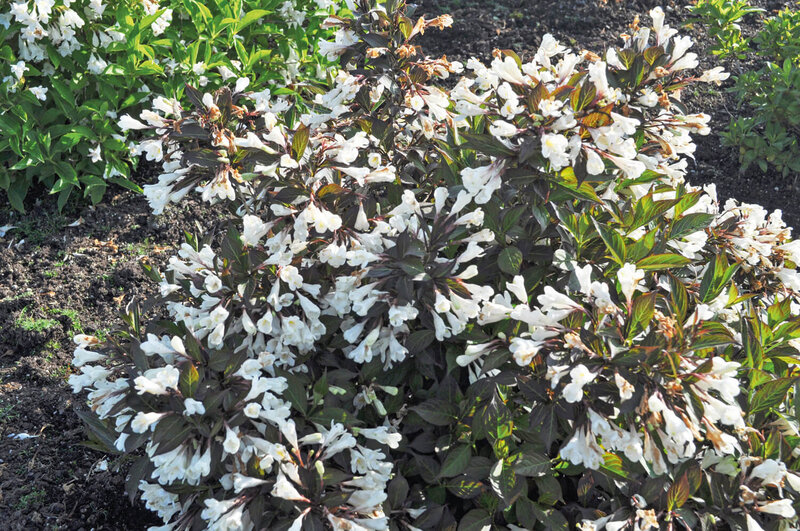 Weigela florida 'Ebony & Ivory'