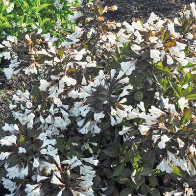 Weigela florida 'Ebony & Ivory'