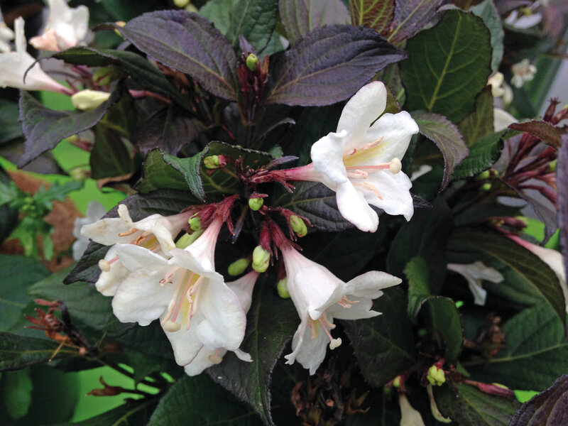 Weigela florida 'Ebony & Ivory'