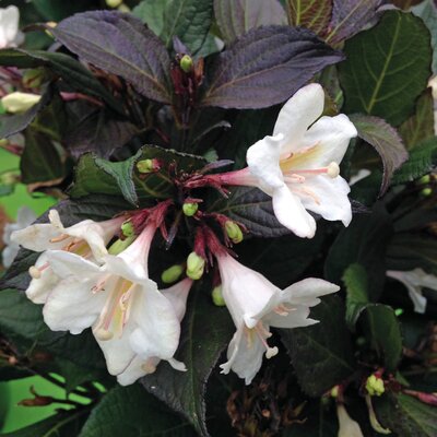 Weigela florida 'Ebony & Ivory'