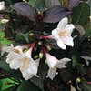 Weigela florida 'Ebony & Ivory'