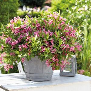 Weigela florida 'Picobella Rosa'