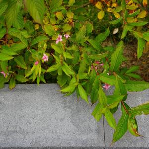 Weigela florida 'Picobella Rosa'