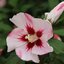 im Topf Hibiscus syriacus Hamabo