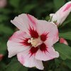 Hibiscus syriacus Hamabo