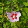 Hibiscus syriacus Hamabo
