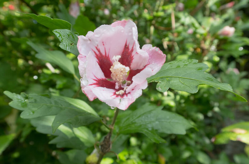 Hibiscus syriacus Hamabo