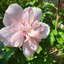 im Topf Hibiscus syriacus Pink Chiffon