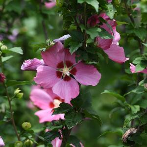 Hibiscus syriacus Woodbridge