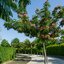 10-12 cm Stammumfang Albizia julibrissin Ombrella
