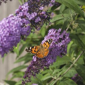 Buddleja davidii 'Gulliver'