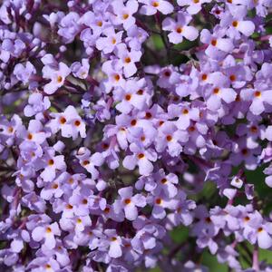 Buddleja davidii 'Gulliver'