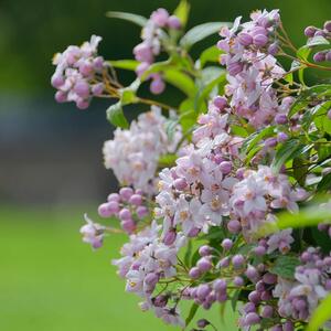 Deutzia Mont Rose