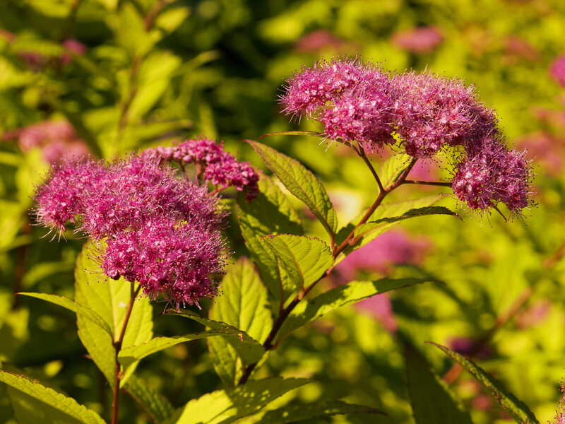 Spiraea japonica 'Goldmound'