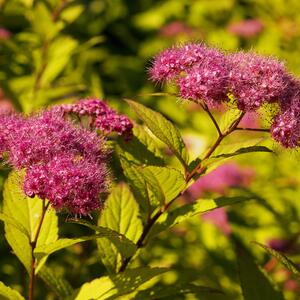 Spiraea japonica 'Goldmound'