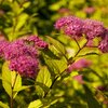 Spiraea japonica 'Goldmound'