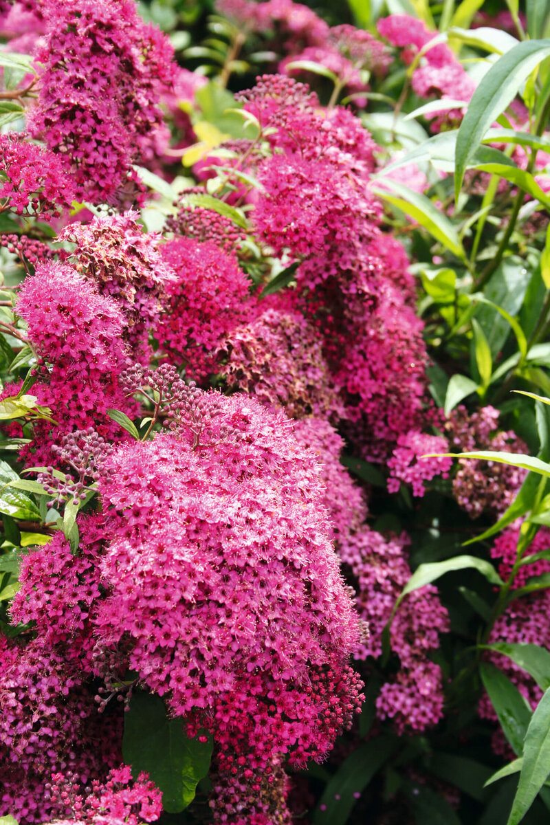 Spiraea japonica 'Goldmound'