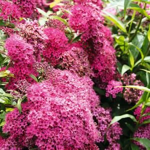 Spiraea japonica 'Goldmound'