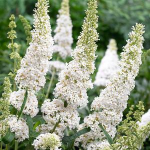© Visions Buddleja davidii White Profusion | © Visions