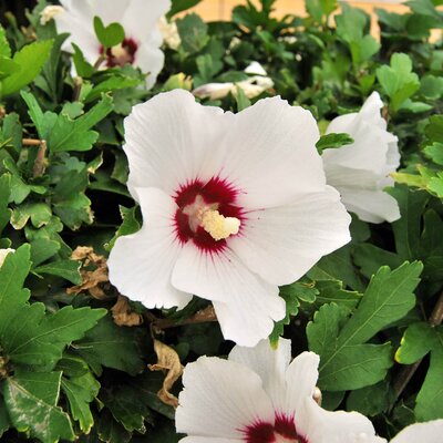 Hibiscus syriacus 'Red Heart'